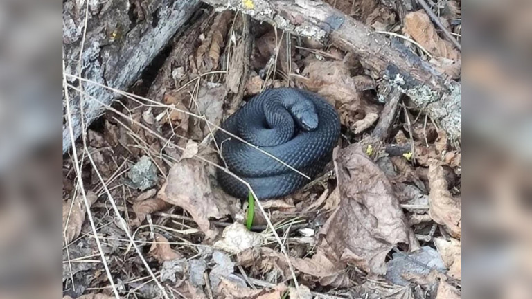 Фото: соцсети змея