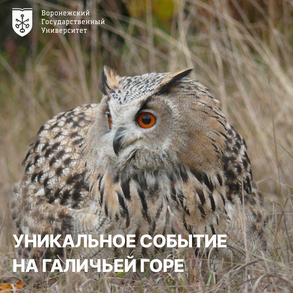 фото ВГУ