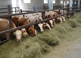 фото администрация Россошанского района 5339329504042155364