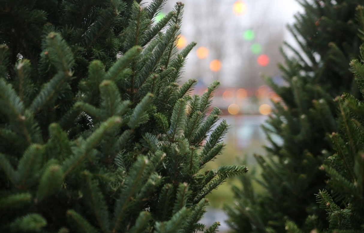 2025-12-10_16-48-13 фото администрация Россошанского района