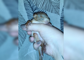 Фото: «Сердце леса» белька