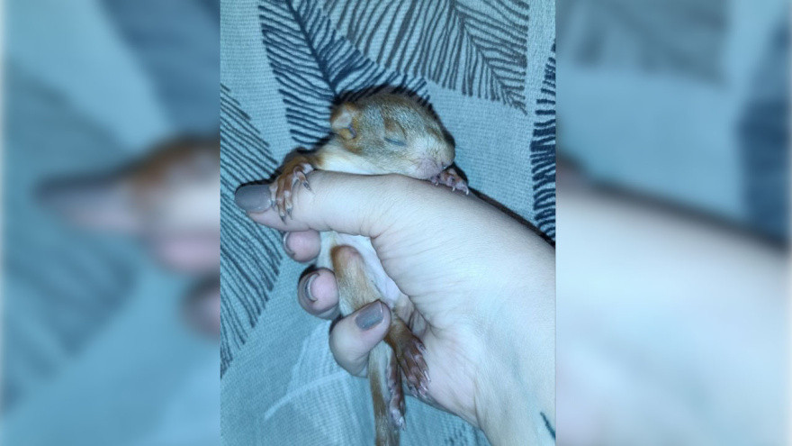 Фото: «Сердце леса»