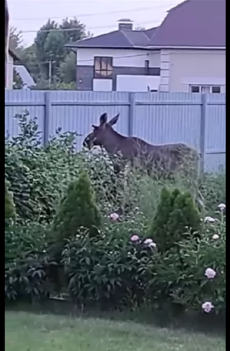 скрин видео соцсети 2025-05-30_16-34-22