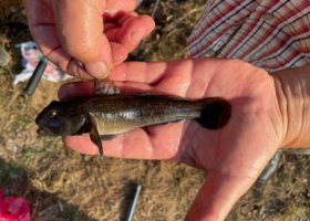 Фото: П.Д. Венгеров, В.С. Шевченко 2025-10-04_13-41-06