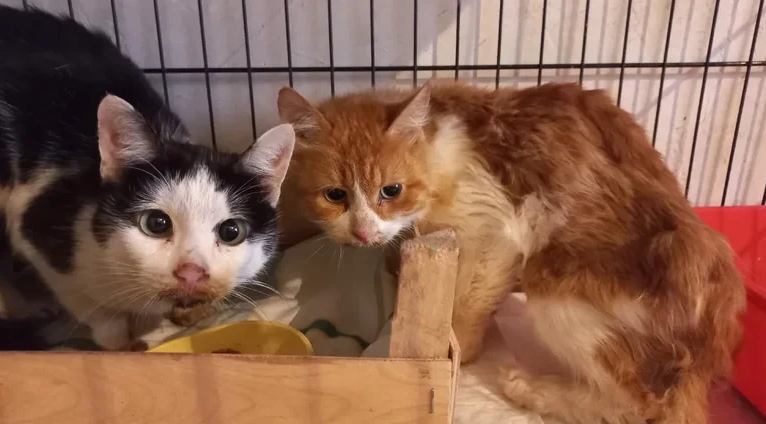 Источник: «Кошки Ксюшки. Дом особенных кошек»