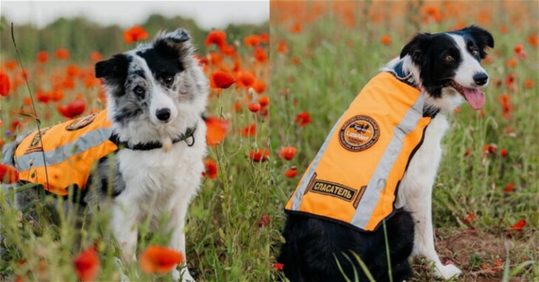 Фото: Юлия Иванова, кинолог. Страница в ВКонтакте соьаки