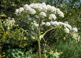 poisonous-plant-hogweed-closeup-weed-dangerous-humans_437105-3086