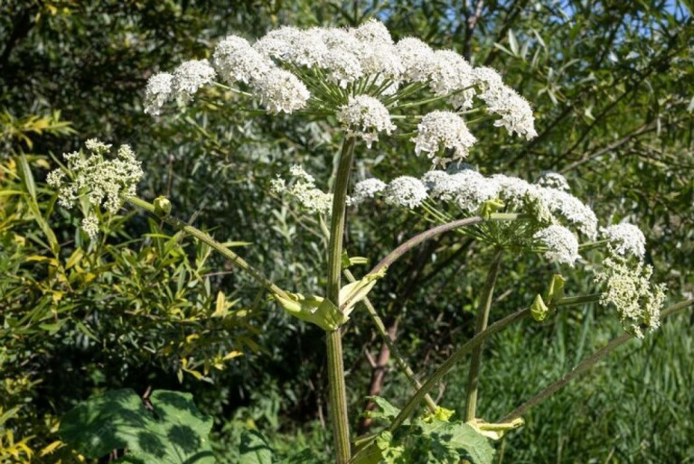 Фото с сайта freepik.com poisonous-plant-hogweed-closeup-weed-dangerous-humans_437105-3086