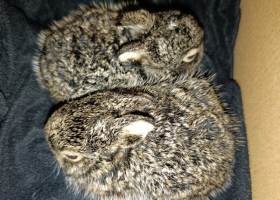 фото: сердце леса зайчата