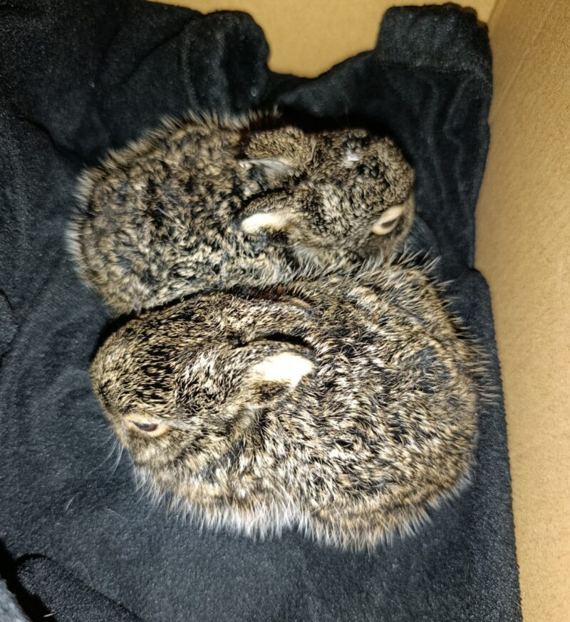 зайчата фото: сердце леса