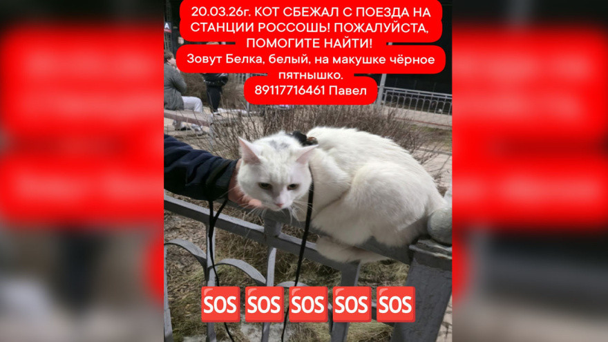 Фото: «Помощь бездомным кошкам»