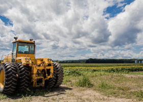 Big yellow tractor in the sunflower and cornfield under a blue cloudy sky