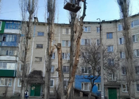 россошь дерев