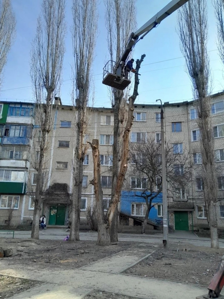 россошь дерев