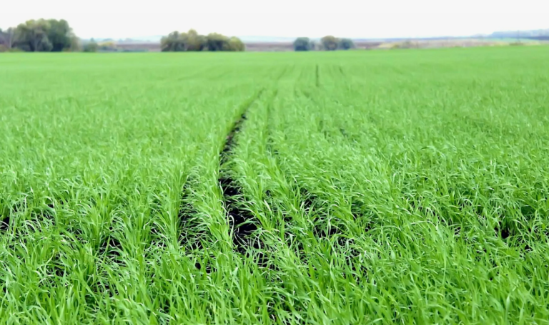 фото basagro.ru 2025-05-06_13-48-42