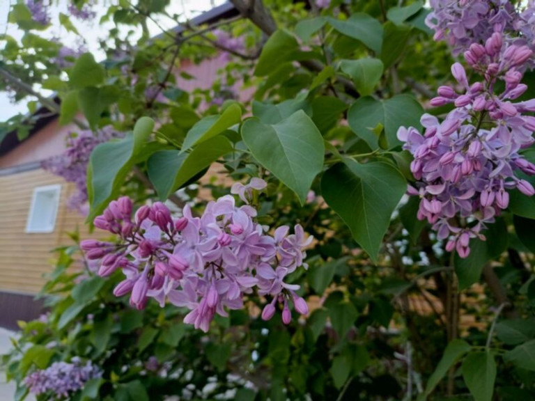 фото: СИ photo_2024-04-20_18-14-19