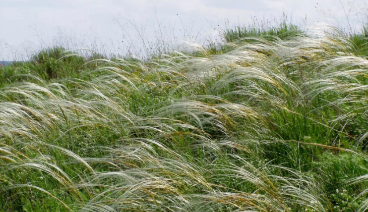 Фото: Большая российская энциклопедия