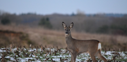 фото Фото: Pxhere 2025-08-22_15-05-13