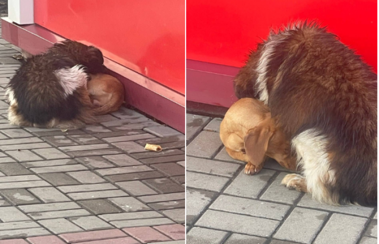 фото Регион 36 2025-10-31_16-16-49